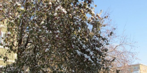 Zašto lišće jabuke nije otpalo u jesen: šta učiniti